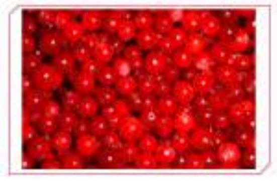 Lingonberry  Extract